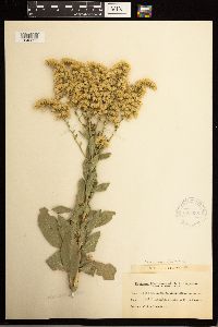 Solidago missouriensis image