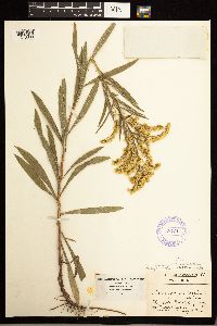 Solidago missouriensis image