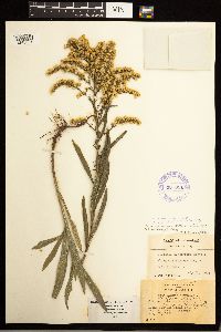 Solidago missouriensis image