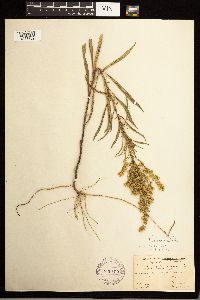 Solidago missouriensis image