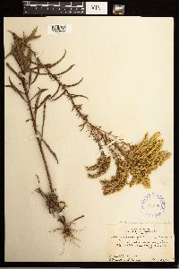 Solidago missouriensis image