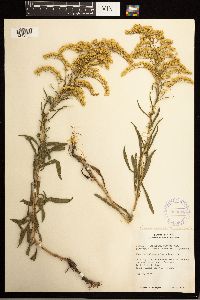 Solidago missouriensis image