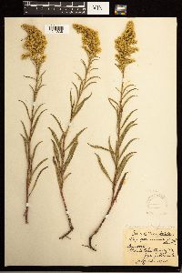 Solidago missouriensis image