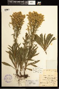 Solidago missouriensis image