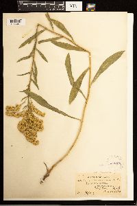 Solidago missouriensis image