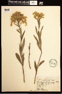 Solidago missouriensis image