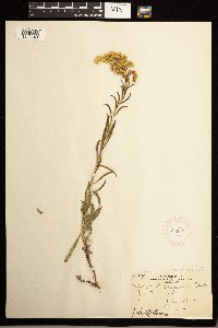 Solidago missouriensis image