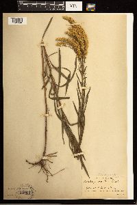 Solidago missouriensis image