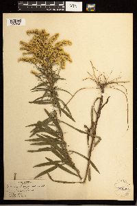 Solidago missouriensis image