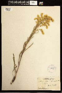 Solidago missouriensis image