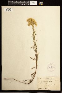 Solidago missouriensis image