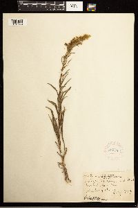 Solidago missouriensis image