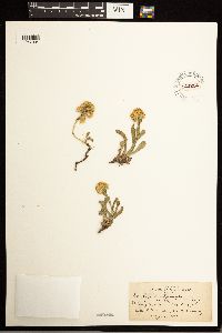 Solidago multiradiata image