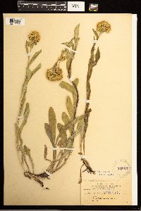 Solidago multiradiata image