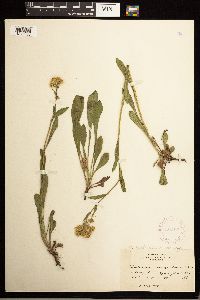 Solidago multiradiata image