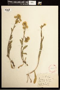 Solidago multiradiata image