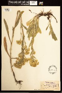 Solidago multiradiata image