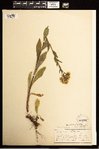 Solidago multiradiata image