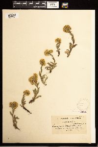 Solidago multiradiata image