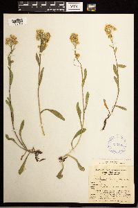Solidago multiradiata image
