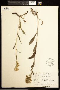 Solidago multiradiata image