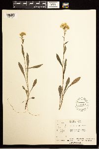 Solidago multiradiata image