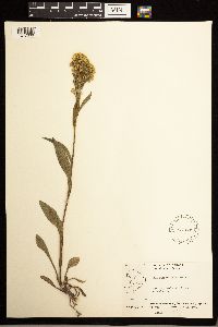 Solidago multiradiata image
