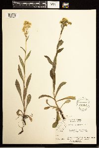 Solidago multiradiata image