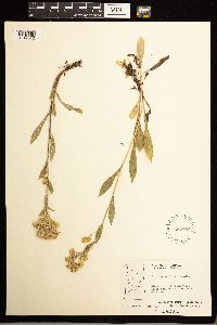 Solidago multiradiata image