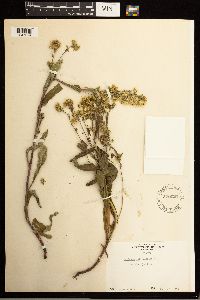 Solidago multiradiata image