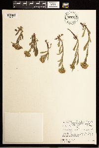 Solidago multiradiata image