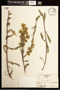 Solidago multiradiata image