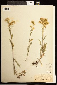 Solidago multiradiata image