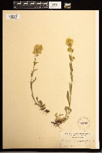 Solidago multiradiata image