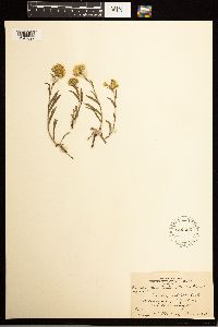 Solidago multiradiata image