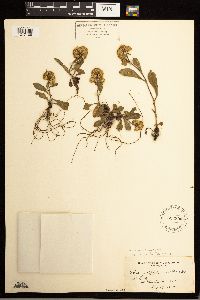 Solidago multiradiata image