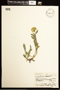 Solidago multiradiata image
