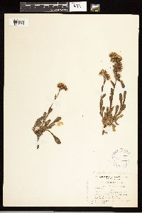 Solidago multiradiata image