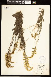 Solidago nemoralis image