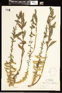 Solidago nemoralis image