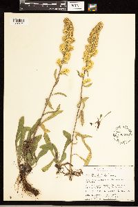 Solidago nemoralis image