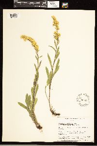 Solidago nemoralis image