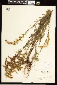 Solidago nemoralis image