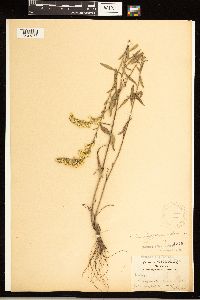 Solidago nemoralis image