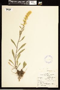 Solidago nemoralis image