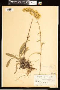 Solidago nemoralis image