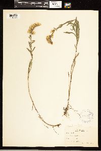 Solidago nemoralis image