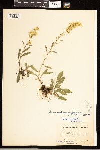 Solidago nemoralis image