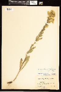 Solidago nemoralis image