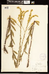 Solidago nemoralis image